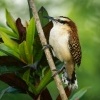 Strizlik rezavosijny - Campylorhynchus rufinucha - Rufous-naped Wren 5471